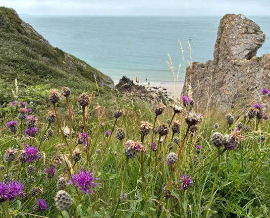 Wildflowers growing on a grassy coastal hillside overlooking the sea