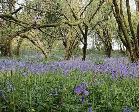 Woodland with purple flowers growing beneath the trees