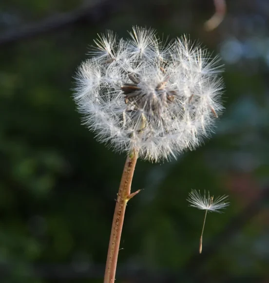 Close-up of a dandelion seed head with seeds drifting away