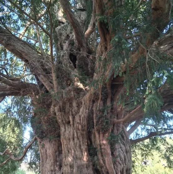 tree Looking up into the branches of a mature tree