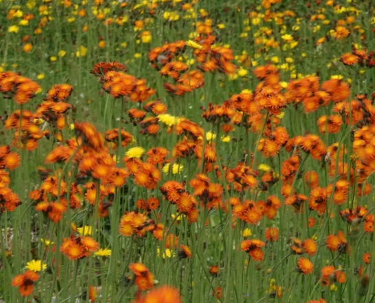 website_flowers Orange flowers growing together in a garden